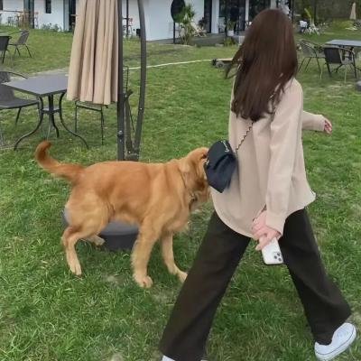 恋爱留学生